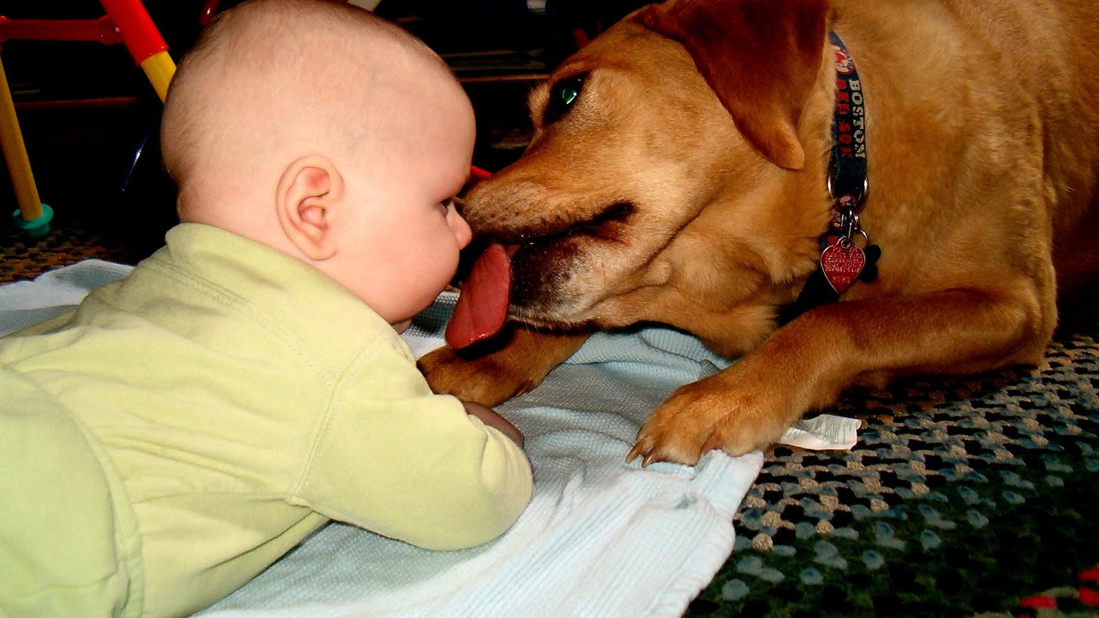 Can Dogs Be Allergic To Peanut Butter Dog Choices