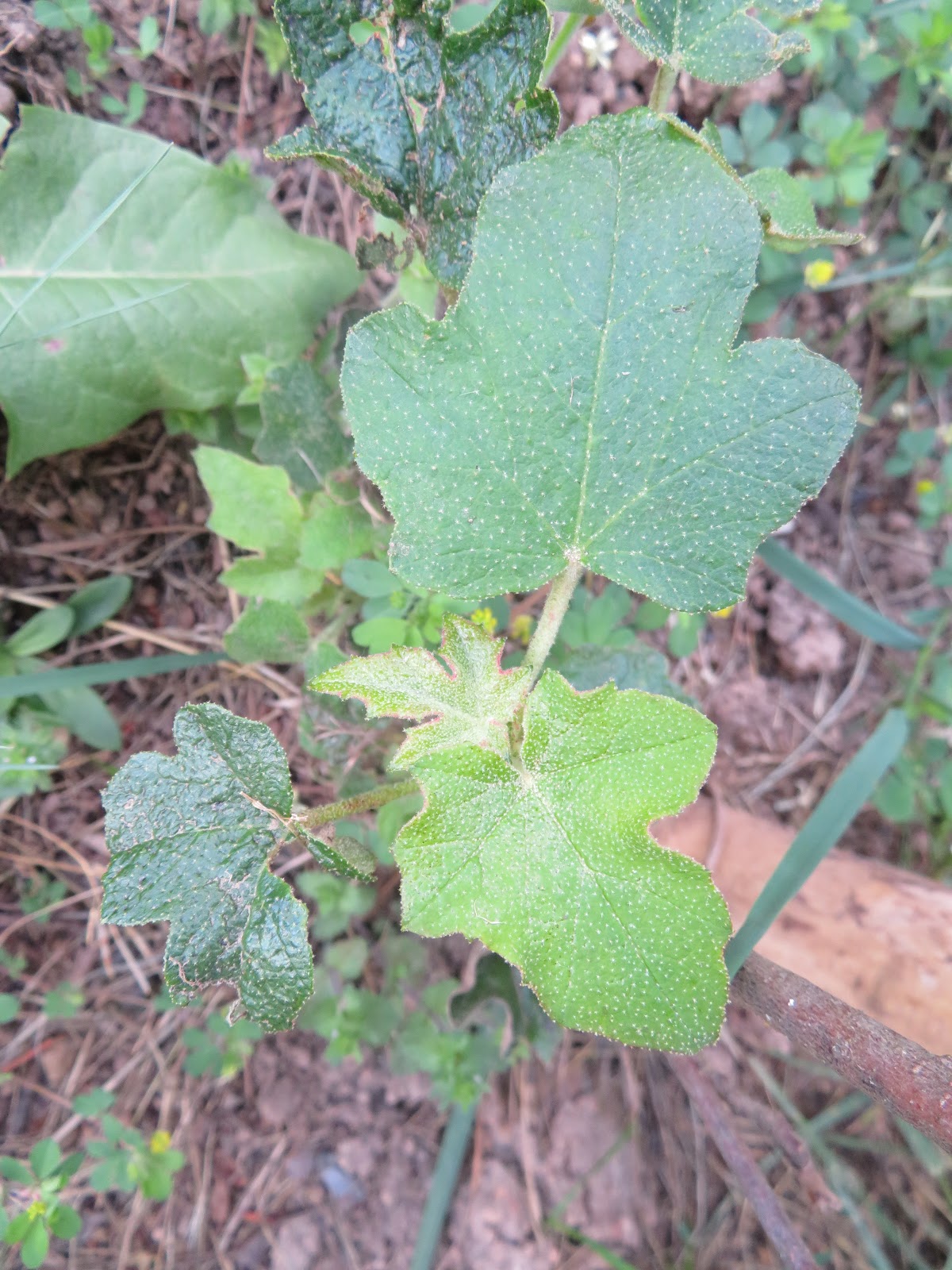 Large Leaf Your Puerh Tea S Is From Arbor Or Shrub