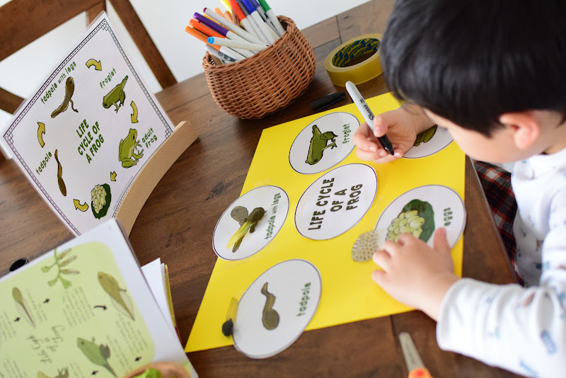 Life Cycle of a Frog Learning Activities | The Pinay Homeschooler