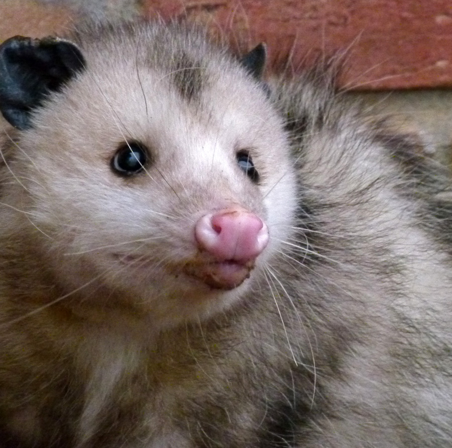 Life, Birding, Photos and Everything Playing "Opossum"