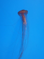 animals ocean jellyfish homeschool den loved displays
