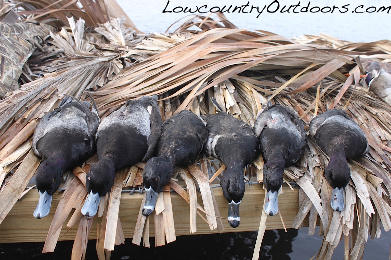 Lowcountry outdoors Late Season Duck Hunting Brings Mixed Bag
