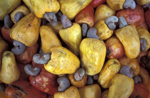 Poisonous Foods We Eat Poisonous Foods We Eat