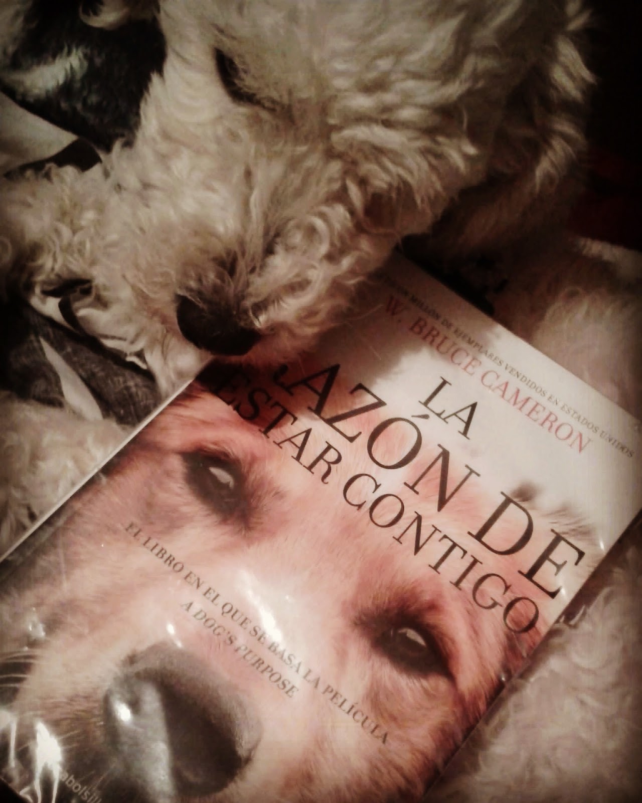 Descubrí Libros Reseña La razón de estar contigo Descubrí Libros Reseña La razón de estar contigo