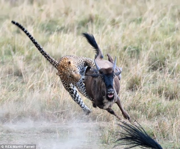 Wildlife Photos: Wildebeest vs Leopard, Who win?