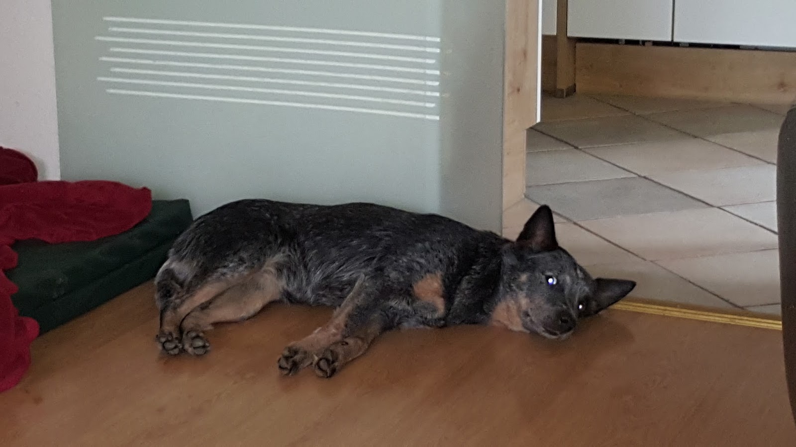 Signal Hund Blog Ich Sag S Euch Ehrlich 2017