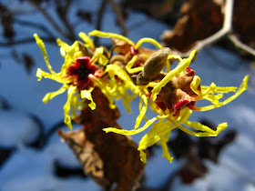 Hamamelis x intermedia Arnold Promise witchhhazel blooms by garden muses-a Toronto gardening blog
