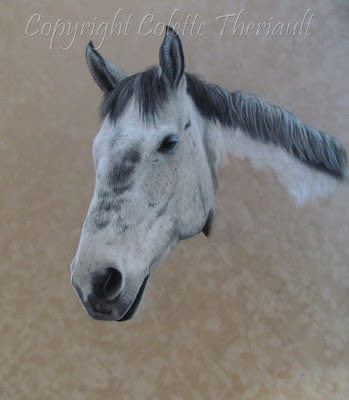 Equine portraits by Colette Theriault