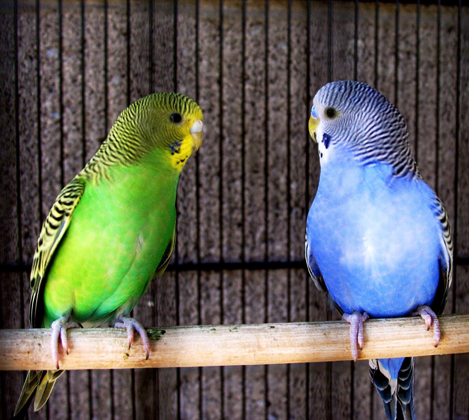 PETS PARADISO: First Steps In Training Your Parakeet To Talk