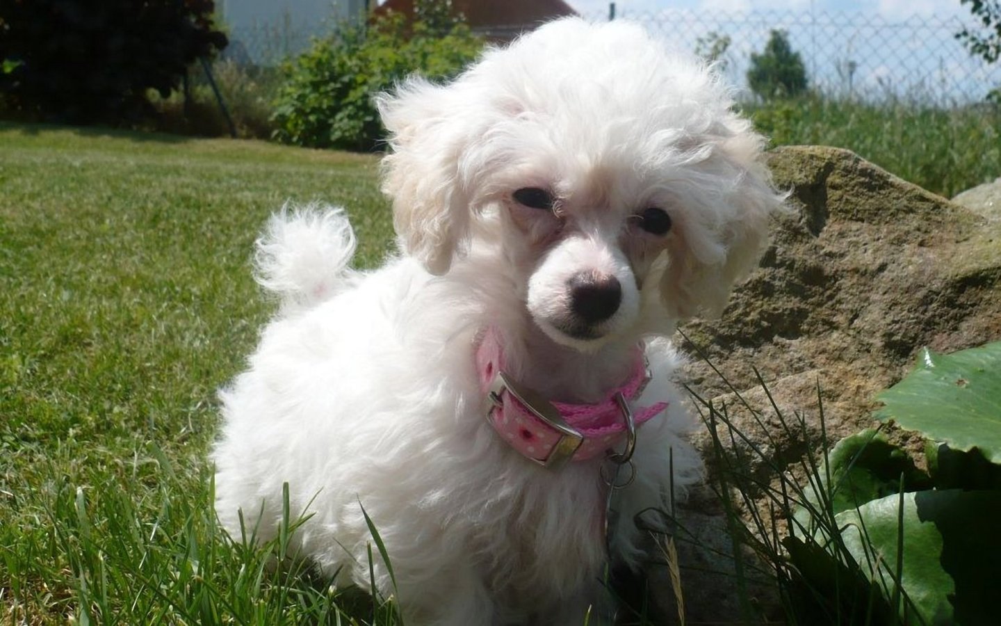 Cute Puppy Dogs: White Poodle Puppy