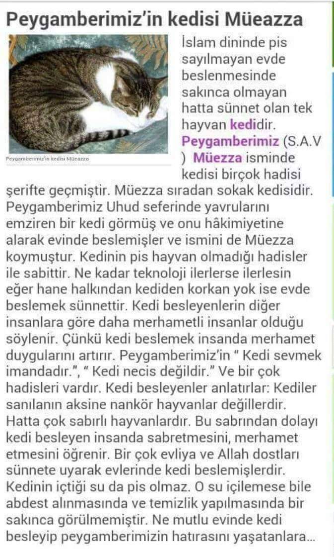 Peygamber efendimizin kedisi