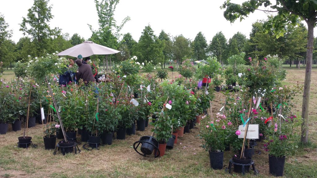 Rotes Laub Im Garten