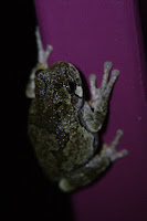 Grey treefrog on purple surface.