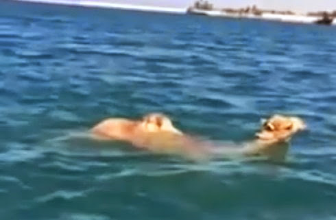 فيديو جمل يسبح بمهارة في المياه العميقة