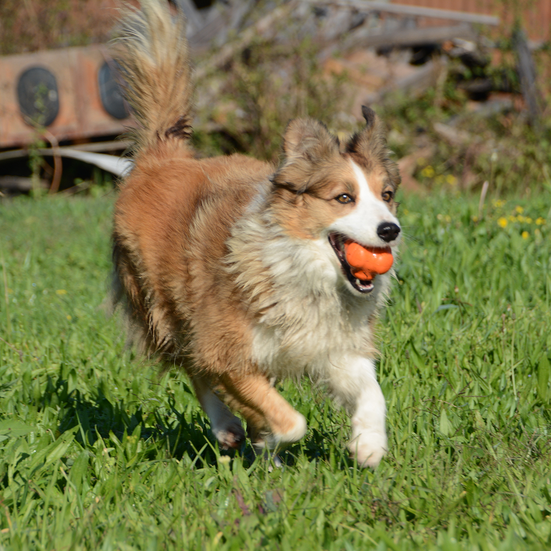 Tough Chew Toys For Dogs Australia Tough Chew Toys For Dogs Australia