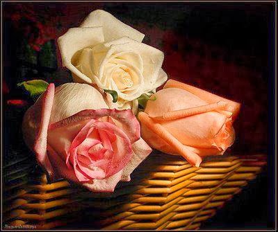 ROSAS COM AMOR