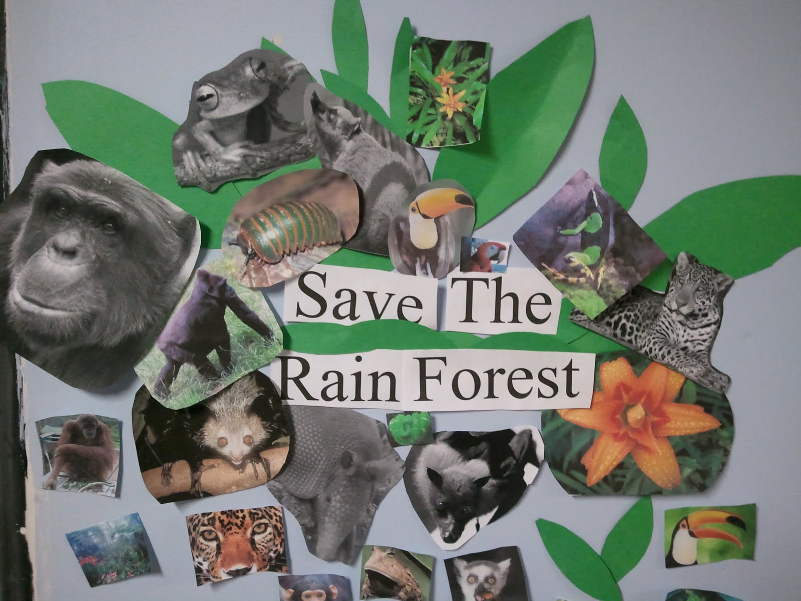 Kids for Protecting Animal Habitats The Amazon Rainforest