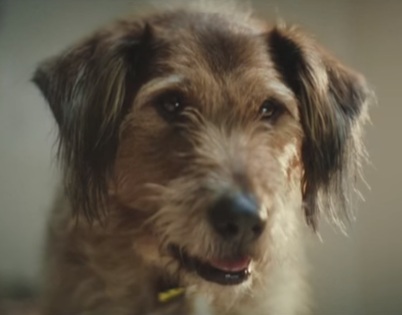 dogs trust ad song