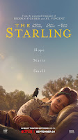 Chim sáo - The Starling