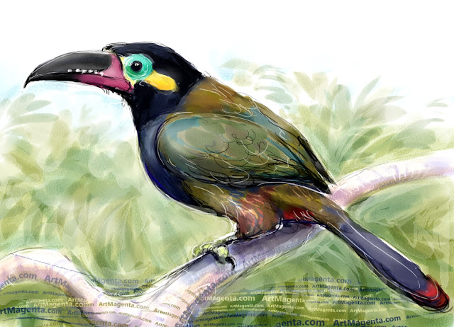 Guianan toucanet sketch painting. Bird art drawing by illustrator Artmagenta