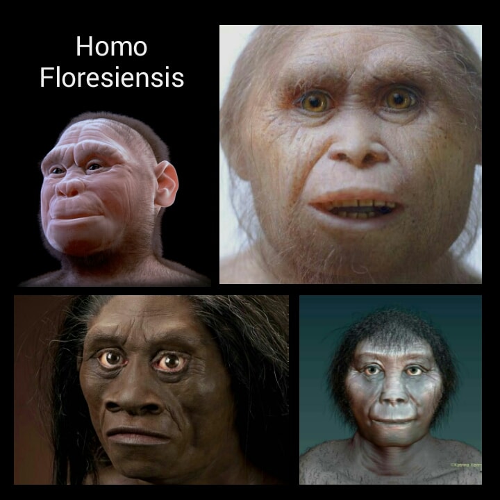 Perbedaan Dan Persamaan Manusia Dengan Homo Sapiens Purba 