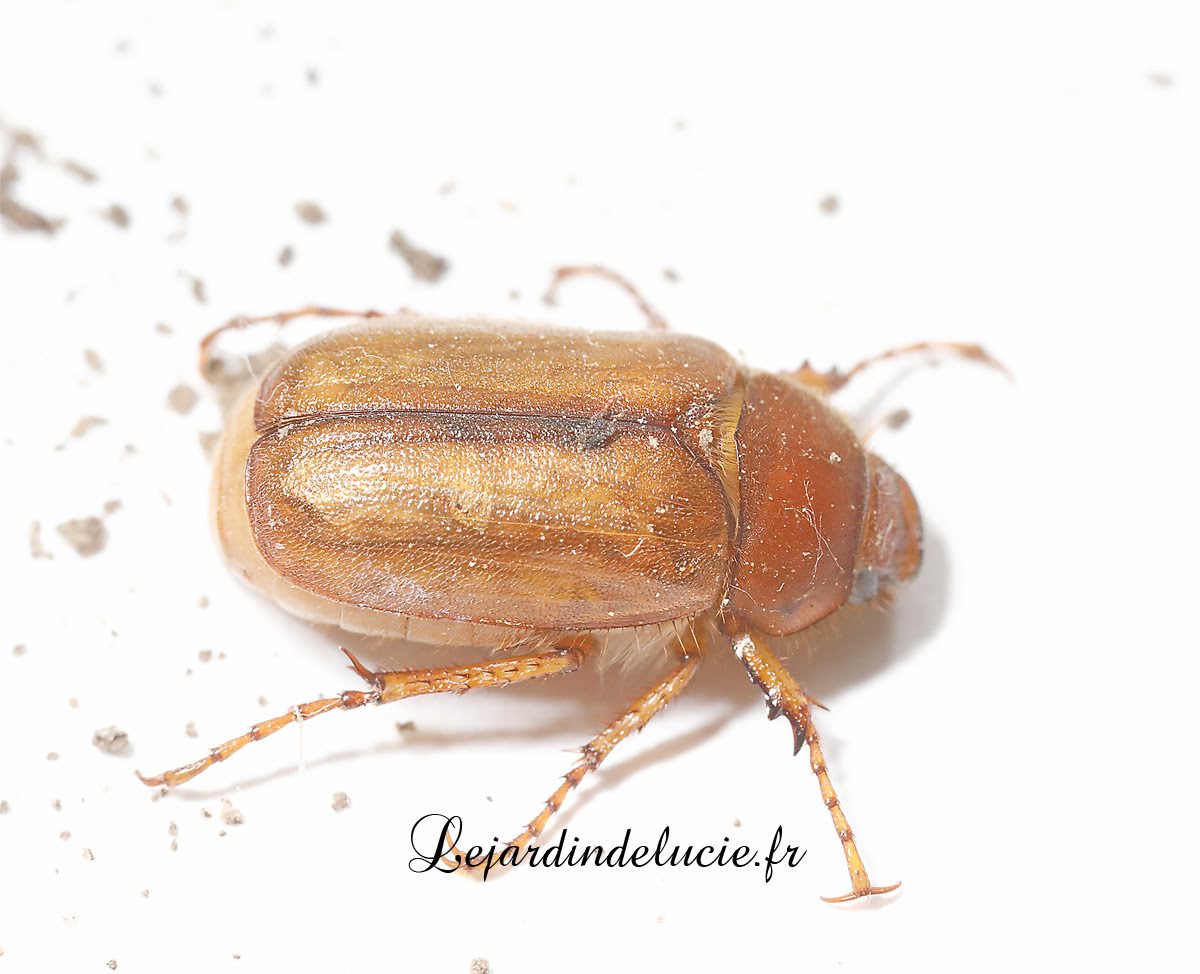 Amphimallon majale , européen