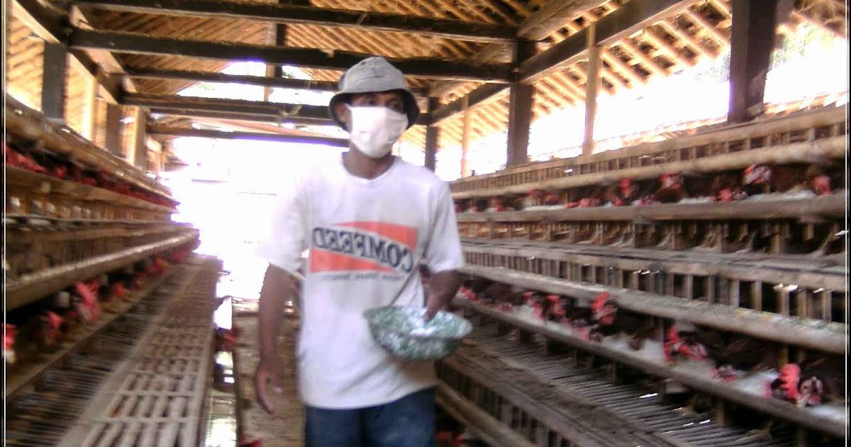 Cara Pemberian Pakan Ayam Petelur dengan Takaran yang PAS