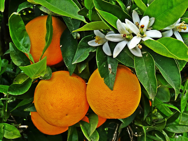 Kreta i gaje pomarańczowe, gdzie pojechać i co zobaczyć?