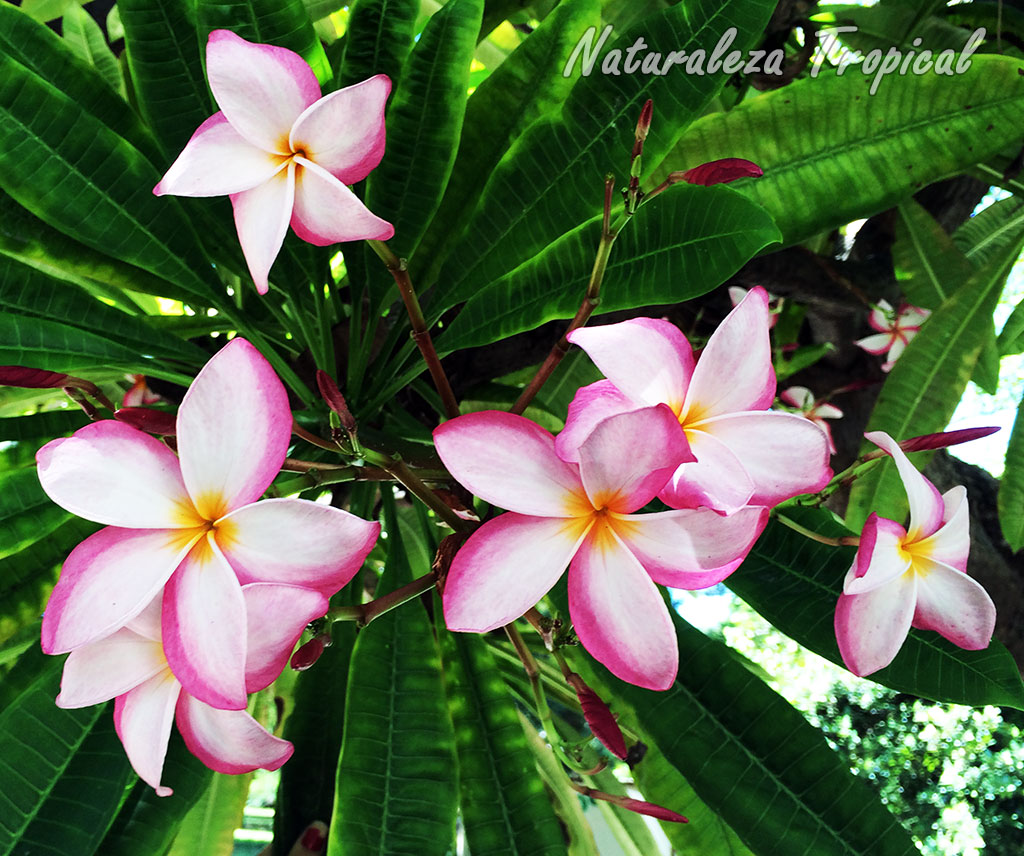 Naturaleza Tropical: 3 leyendas sobre plantas muy populares
