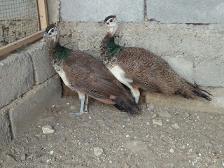 Burung Merak Biru