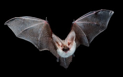 bats bat flying fly dna wings species ears tattoo insects night types eared troglobites animals eat synapsida mammals fruit plecotus