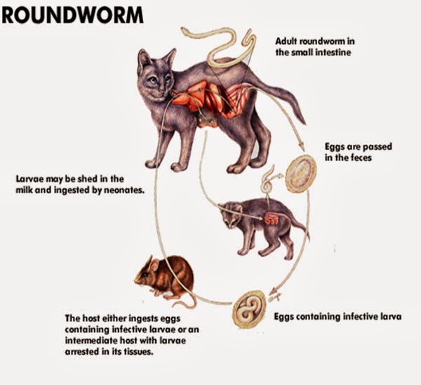 worms revolution worm types worms revolution worm types