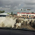 BREAKING: FCT bans cows from streets
