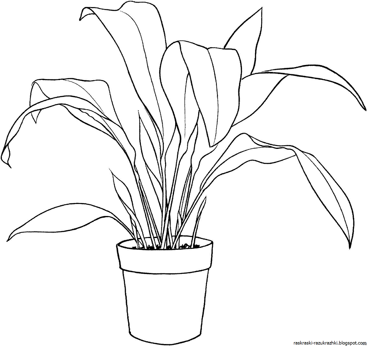 Plant coloring. Спатифиллум эухарис. Аспидистра спатифиллум. Калла сансевьера. Комнатные растения карандашом.