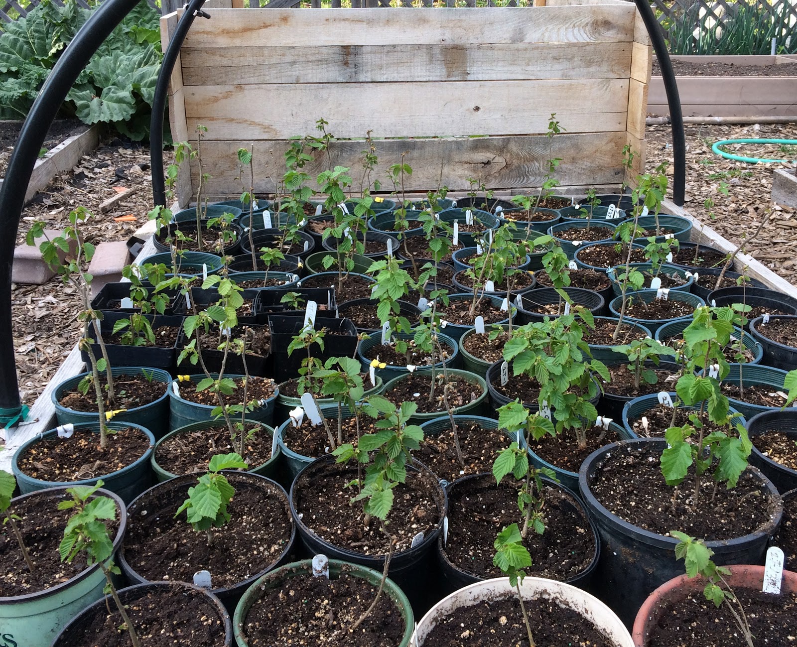 Plants for sale & Rodent damage recovery Riverbend Hazelnuts