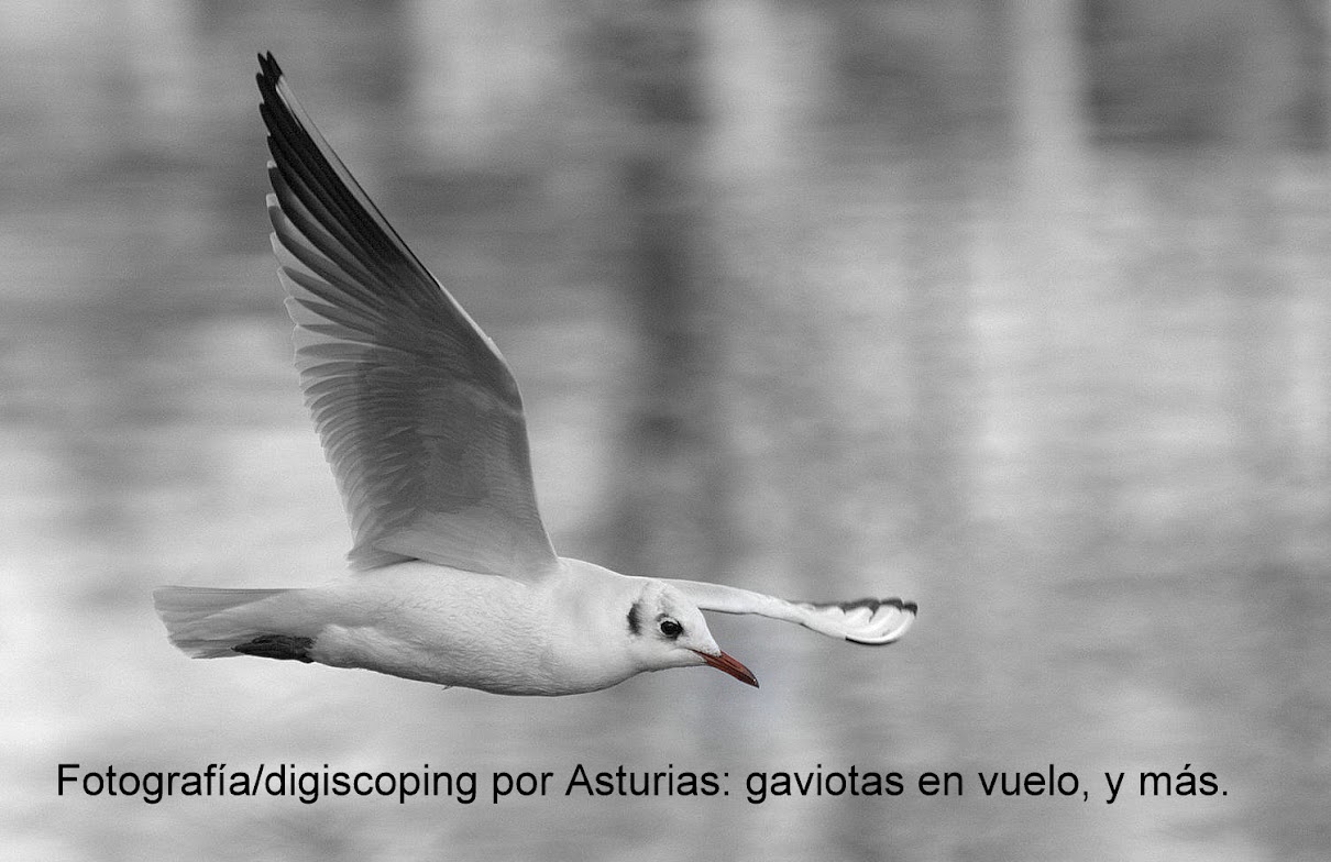 Digiscoping/fotografía por Asturias, y más.