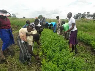 Weeding pigeon peas fields in Kenya Africa
