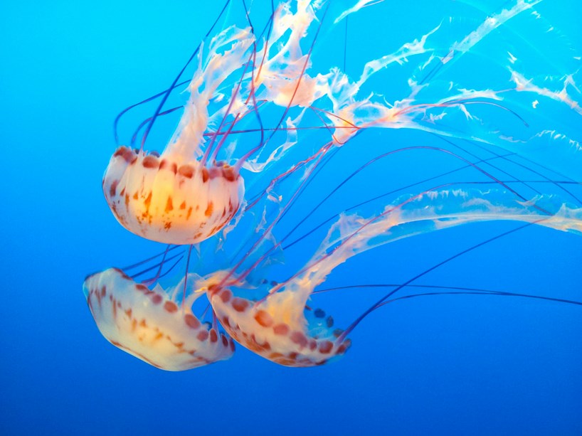 Ubur-ubur The Purple Striped Jellyfish atau Chrysaora colorata tentakel panjang