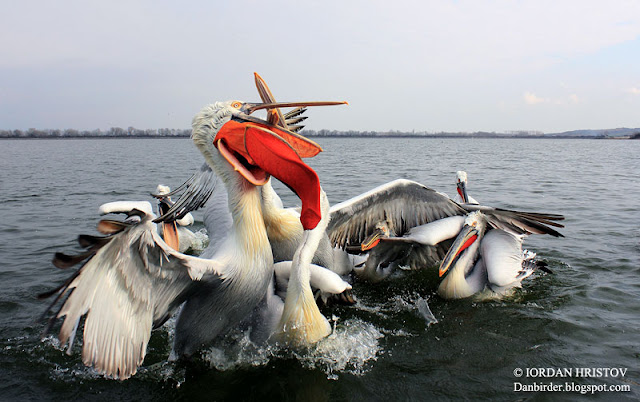 Dalmatian Pelican photography