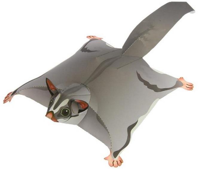 sugar glider website