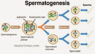 proses spermatogenesis