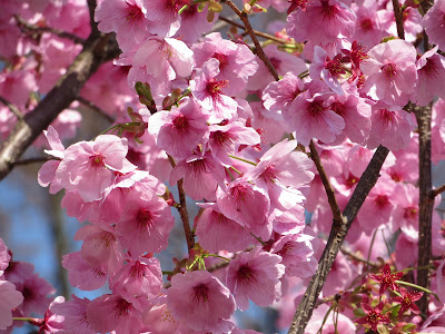 √ ピンクの桜 273299-目黒川 ピンクの桜