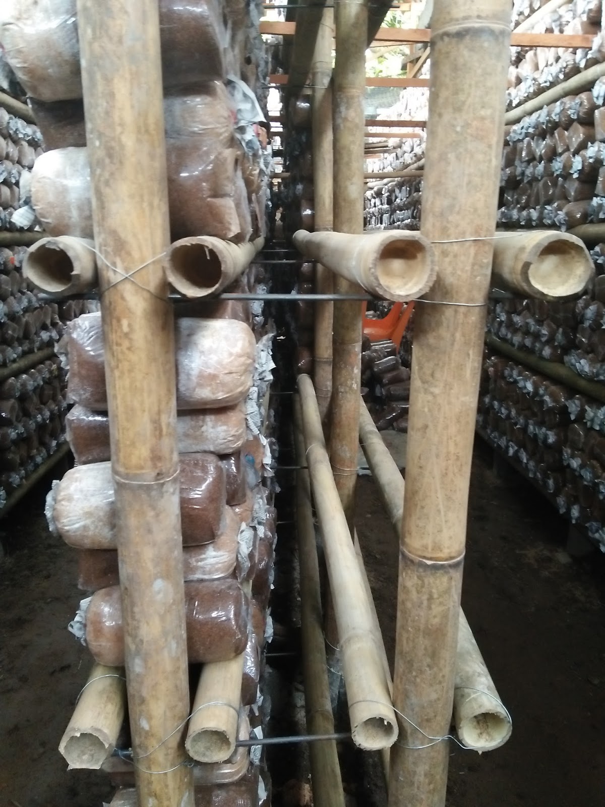 JAMUR TIRAM MEDAN Model rak jamur tiram