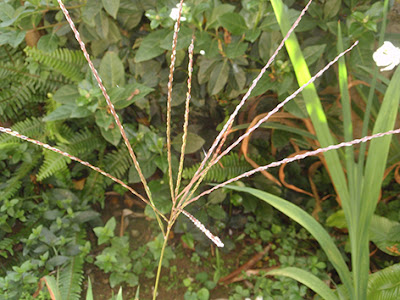 Digitaria, garranchuela (Digitaria sanguinalis)