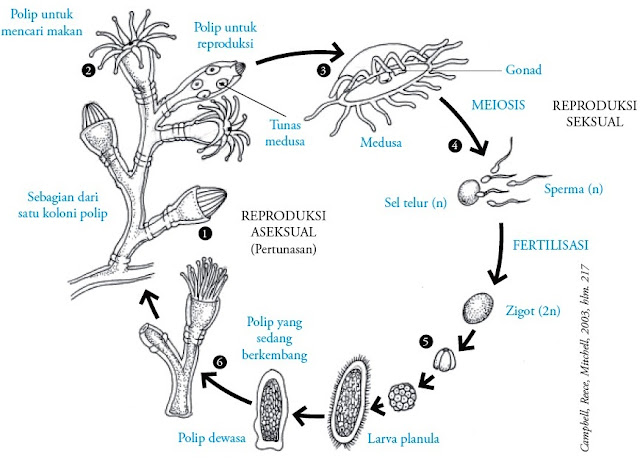 Filum Cnidaria (Coelenterata) : Pengertian, Ciri-ciri, Klasifikasi ...