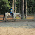 Memoirs of a Horse Girl: Riding Reflection: Using the Inside Rein