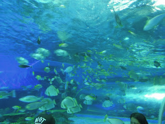 8 Top Things To Do In Manila Ocean Park (A World-Class Oceanarium Experience)
