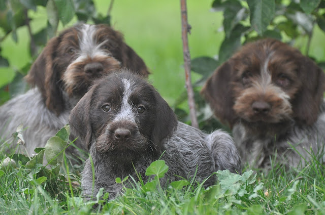 Idaho Outback Wire Haired Pointing Griffon Puppies Available