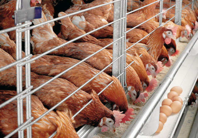 Poultry housing poultry-housing