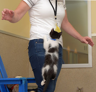kitten climbing on a human